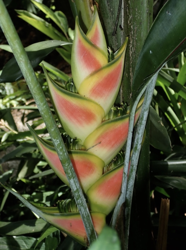 Ginger - Heliconia wagneriana  Fiji,Flower,Ginger,Heliconia wagneriana,Plant