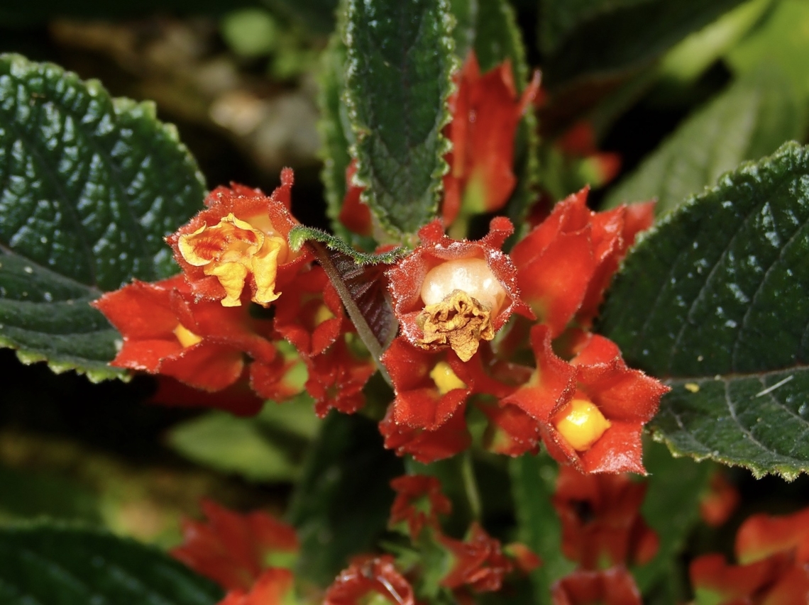 Sunset Bells - Chrysothemis pulchella  Chrysothemis pulchella,Fiji,Flower,Plant,Sunset Bells