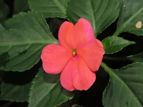 Flowers - Impatiens walleriana  Flower,Impatiens walleriana,Malaysia,Plant,Sabah