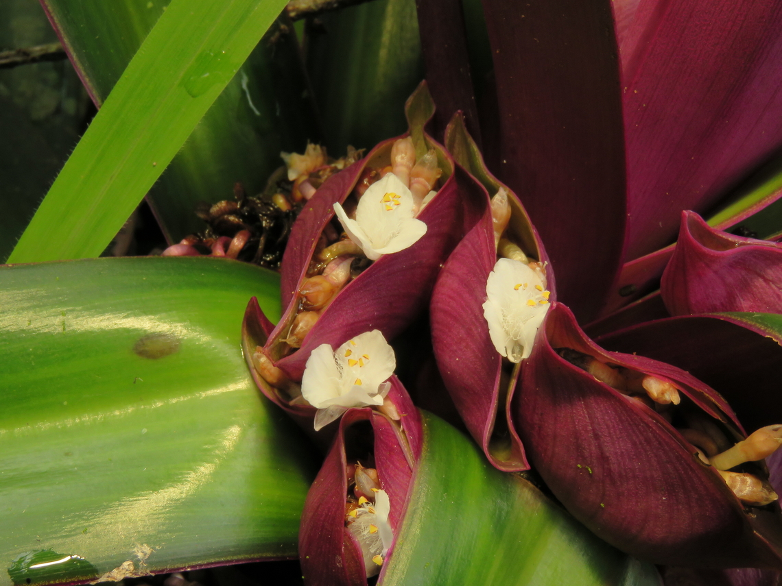 Moses-In-The-Cradle - Tradescantia spathacea  Flower,Malaysia,Moses-In-The-Cradle,Plant,Sabah,Tradescantia spathacea