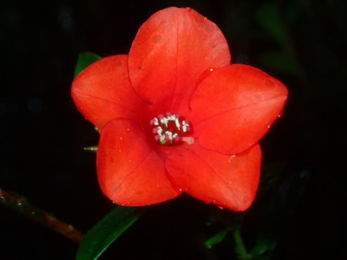 Flowers - Rhododendron wilkiei A plant endemic to the island of Palawan, Philippines. Flower,Palawan,Philippines,Plant,Rhododendron wilkiei