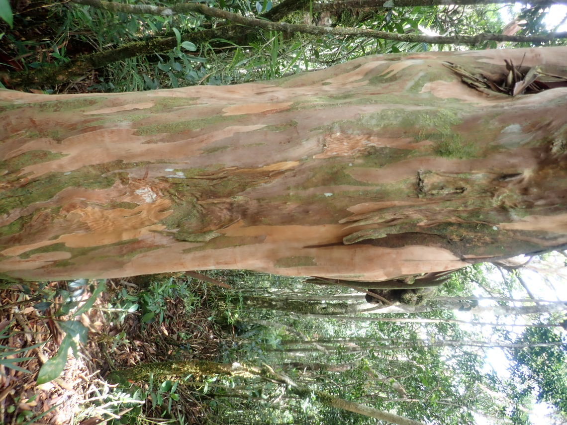 Rainbow Eucalyptus - Eucalyptus deglupta  Eucalyptus deglupta,Palawan,Philippines,Plant,Rainbow eucalyptus,Tree