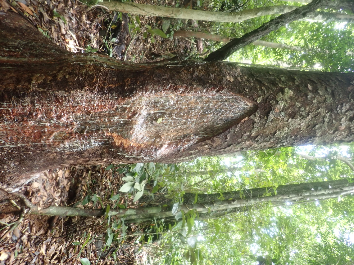 Amboyna Pine - Agathis dammara Local guides who are tribal people explained that they taps the resin (Manila copal) from this Almaciga trees. Locally, the almaciga sap is used as incense in religious ceremonies and for making torches, caulking boats, mosquito smudge, patent leather and sealing wax. Agathis dammara,Amboyna Pine,Palawan,Philippines