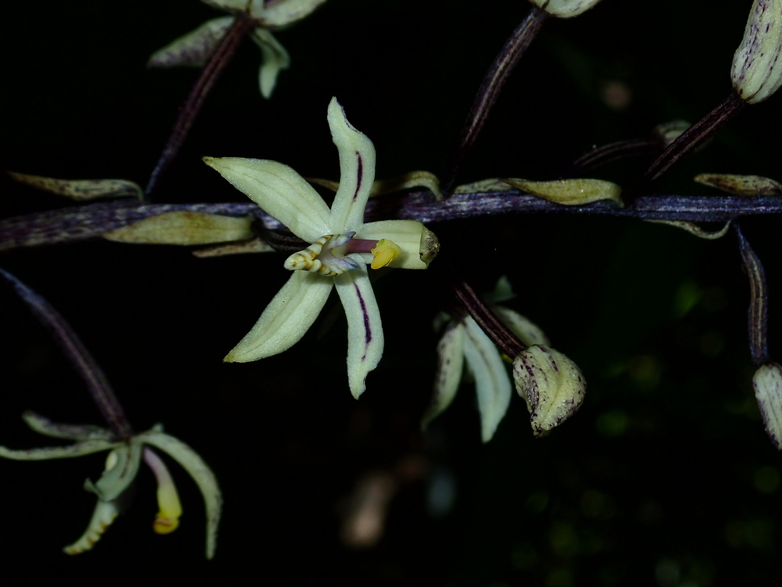 Orchid - Aphyllorchis montana  Aphyllorchis montana,Flower,Malaysia,Orchid,Sabah