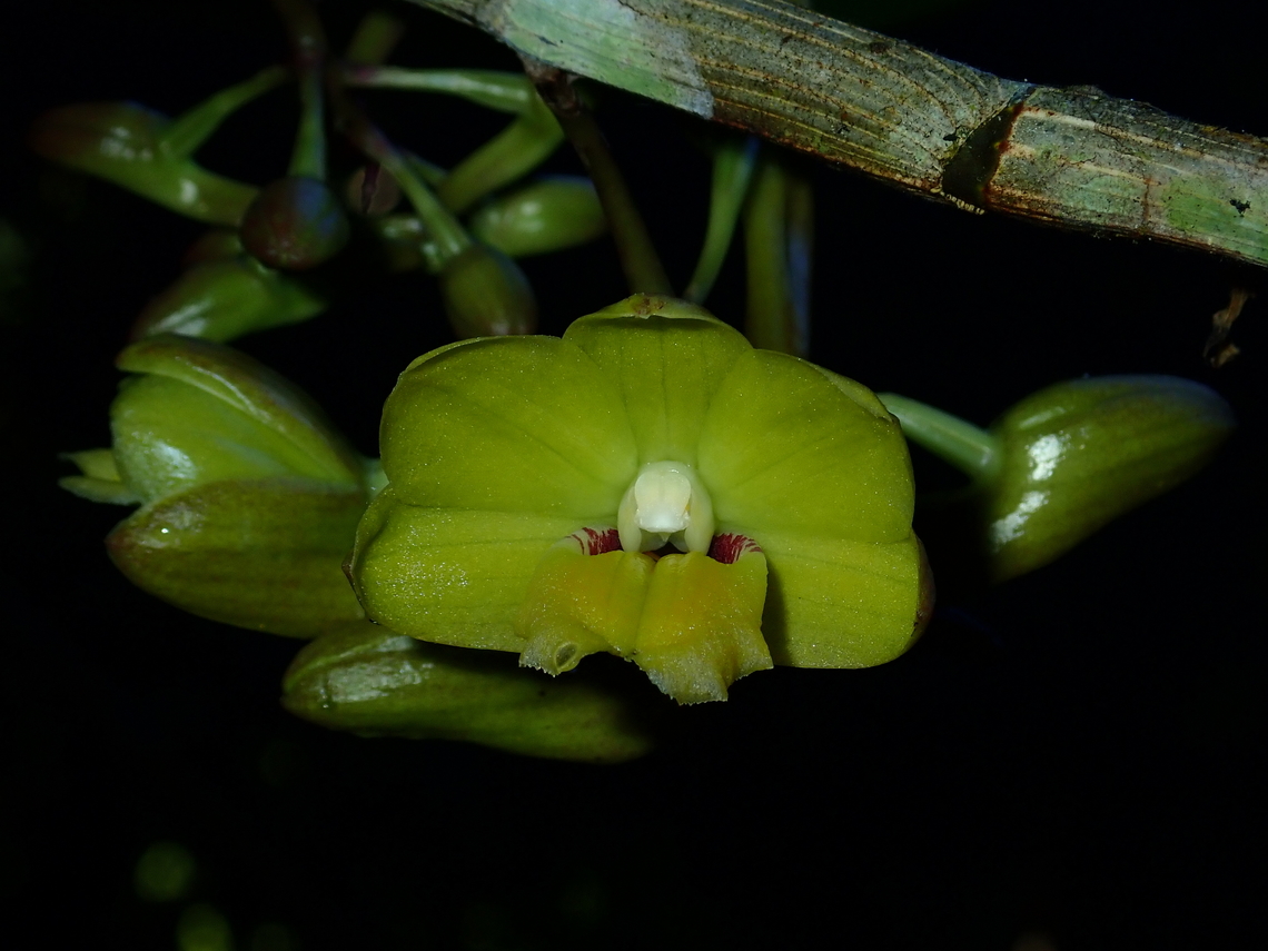 Orchid - Dendrobium serena-alexianum  Dendrobium serena-alexianum,Flower,Malaysia,Orchid,Sabah
