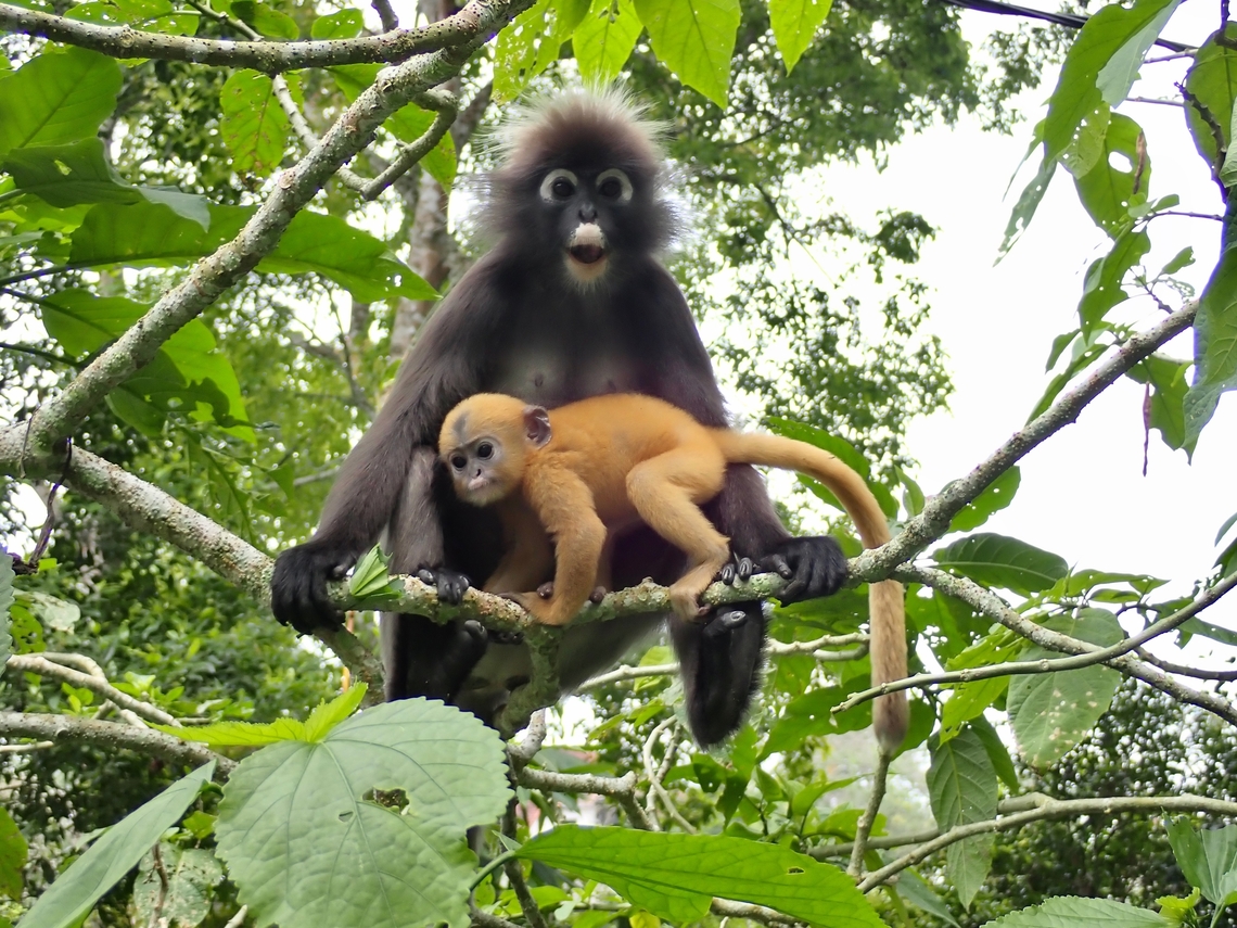 Cute Baby! Young babies of this species have light brown to goldish furs.<br />
<br />
Population from the island of Penang is recognised as sub-species - Trachypithecus obscurus ssp. halonifer Dusky Leaf Monkey,Malaysia,Monkey,Penang,Trachypithecus obscurus,Trachypithecus obscurus halonifer