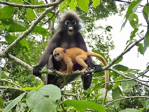 Cute Baby! Young babies of this species have light brown to goldish furs.

Population from the island of Penang is recognised as sub-species - Trachypithecus obscurus ssp. halonifer Dusky Leaf Monkey,Malaysia,Monkey,Penang,Trachypithecus obscurus,Trachypithecus obscurus halonifer