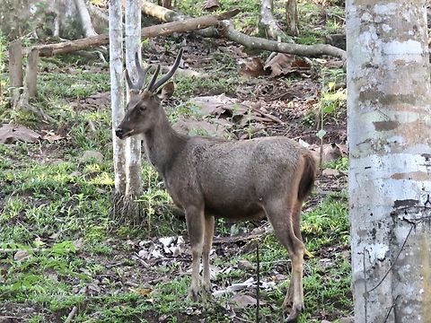 Sambar Deer - Rusa unicolor  Deer,Malaysia,Rusa unicolor,Sabah,Sambar,Sambar Deer