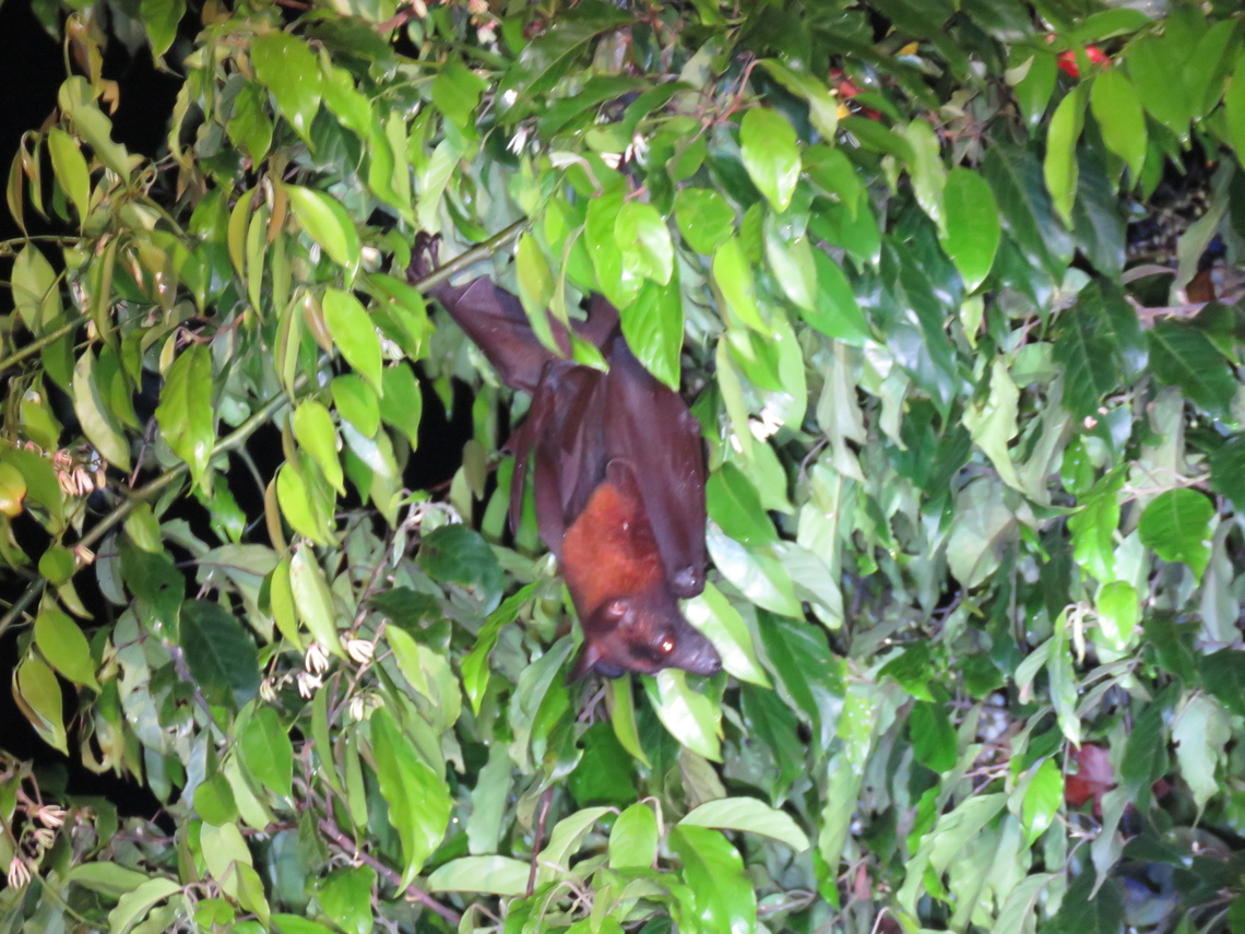 Large Flying Fox - Pteropus vampyrus  Flying Fox,Large Flying Fox,Malaysia,Pteropus vampyrus,Sabah