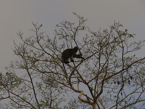 Silvered Leaf Monkey - Trachypithecus cristatus  Leaf Monkey,Malaysia,Monkey,Sabah,Silvered Leaf Monkey,Trachypithecus cristatus