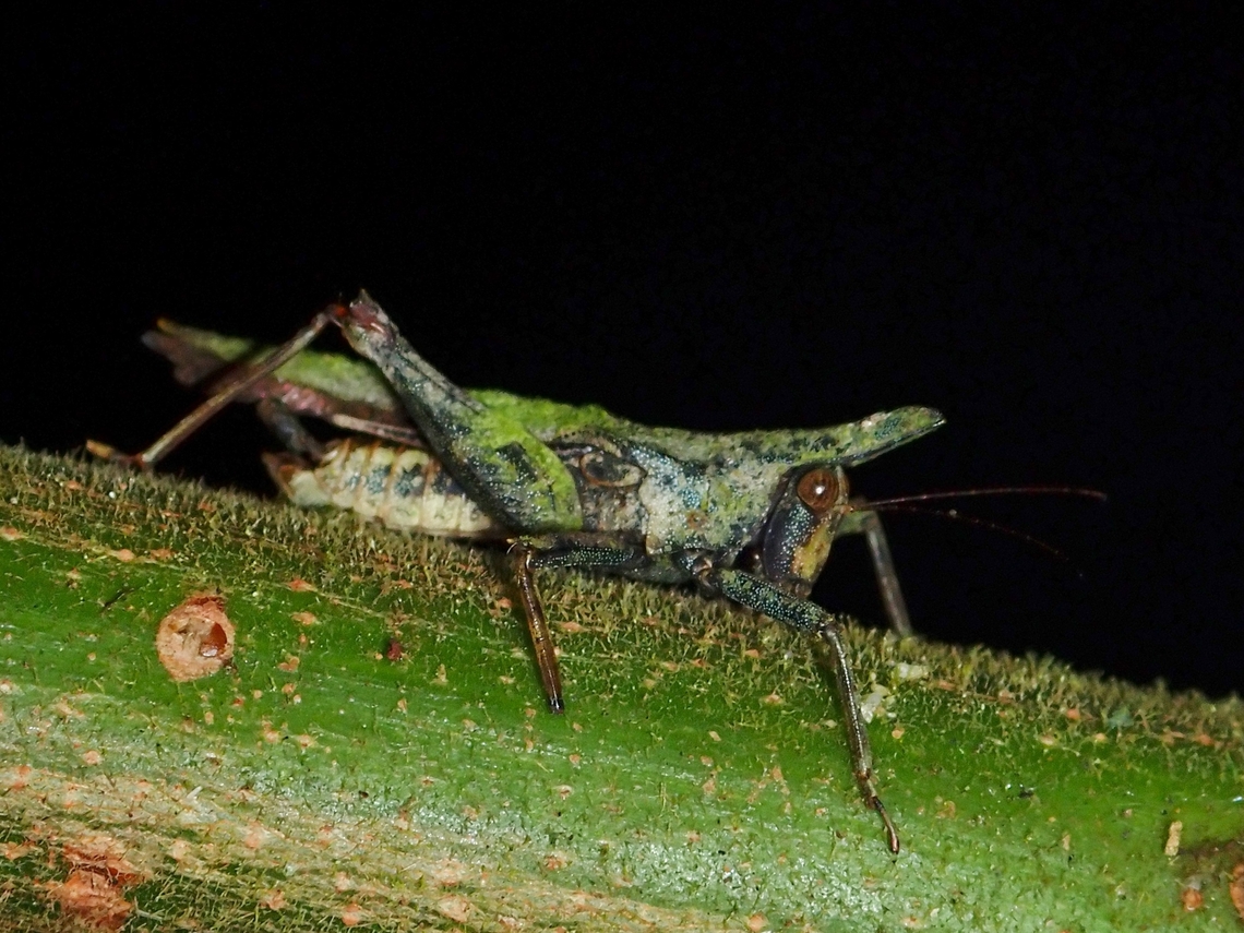 Pygmy Grasshopper - Saussurella borneensis  Grasshopper,Malaysia,Pygmy Grasshopper,Sabah,Saussurella borneensis