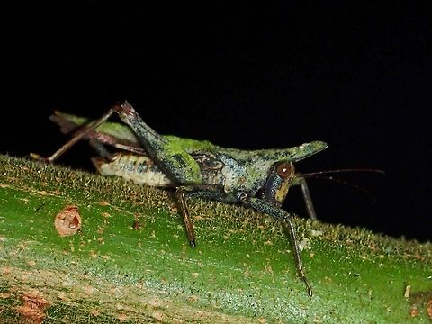 Saussurella borneensis