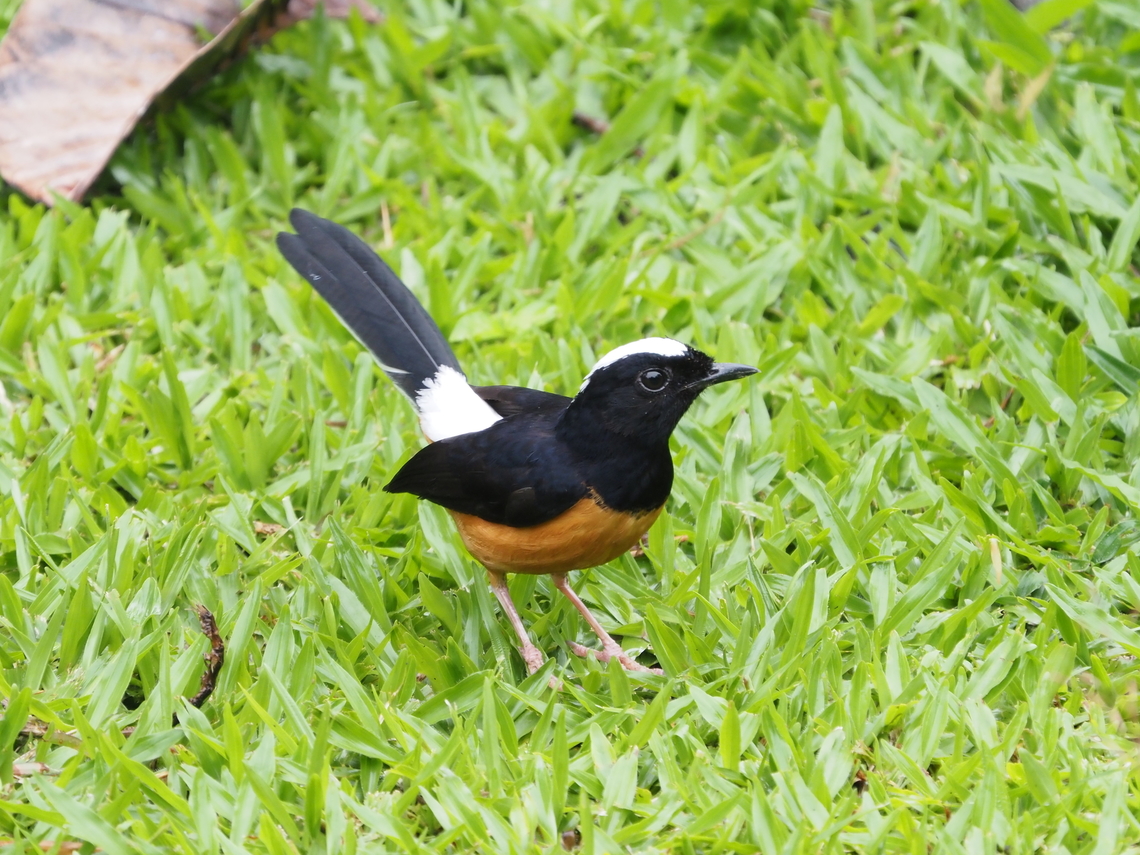 White-Crowned Sharma - Copsychus malabaricus Sub-species Copsychus malabaricus stricklandii Bird,Copsychus malabaricus,Malaysia,Sabah,Sharma,White-Crowned Shama