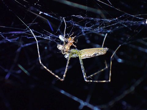 Dome Web Spider - Cyrtophora moluccensis  Cyrtophora moluccensis,Dome Web Spider,Malaysia,Sabah,Spider