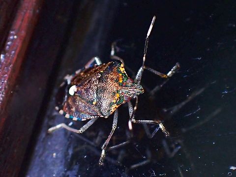 Stink Bug - Tolumnia papulifera  Malaysia,Sabah,Stink Bug,Tolumnia papulifera