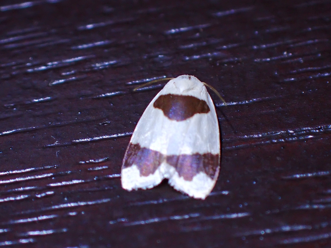 Lichen Moth - Garudinia macrolatana  Garudinia macrolatana,Lichen Moth,Malaysia,Moth,Sabah