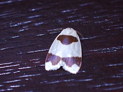 Lichen Moth - Garudinia macrolatana  Garudinia macrolatana,Lichen Moth,Malaysia,Moth,Sabah