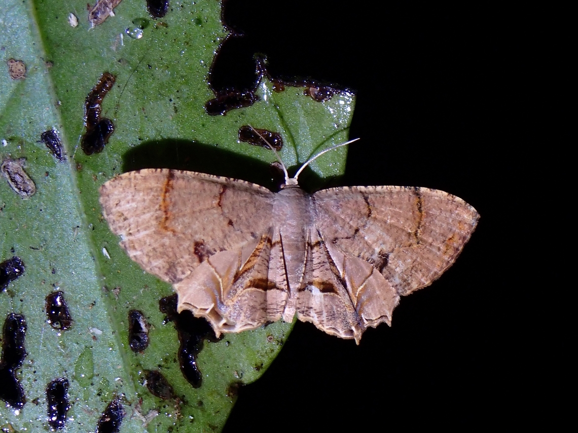 Scoopwing Moth - Dysaethria lilacina  Dysaethria lilacina,Malaysia,Penang,Scoopwing Moth