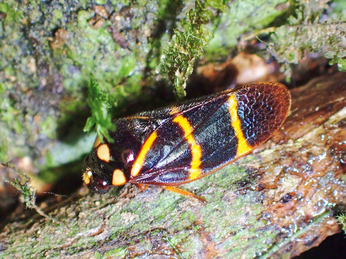 Froghopper - Trichoscarta octonotata  Froghopper,Hopper,Malaysia,Sabah,Trichoscarta octonotata