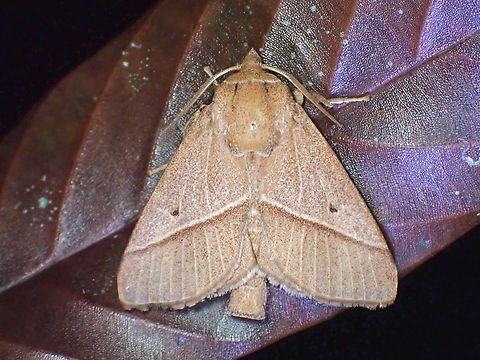 Stinging Slug Moth - Thosea sinensis  Malaysia,Moth,Sabah,Stinging Slug Moth,Thosea sinensis