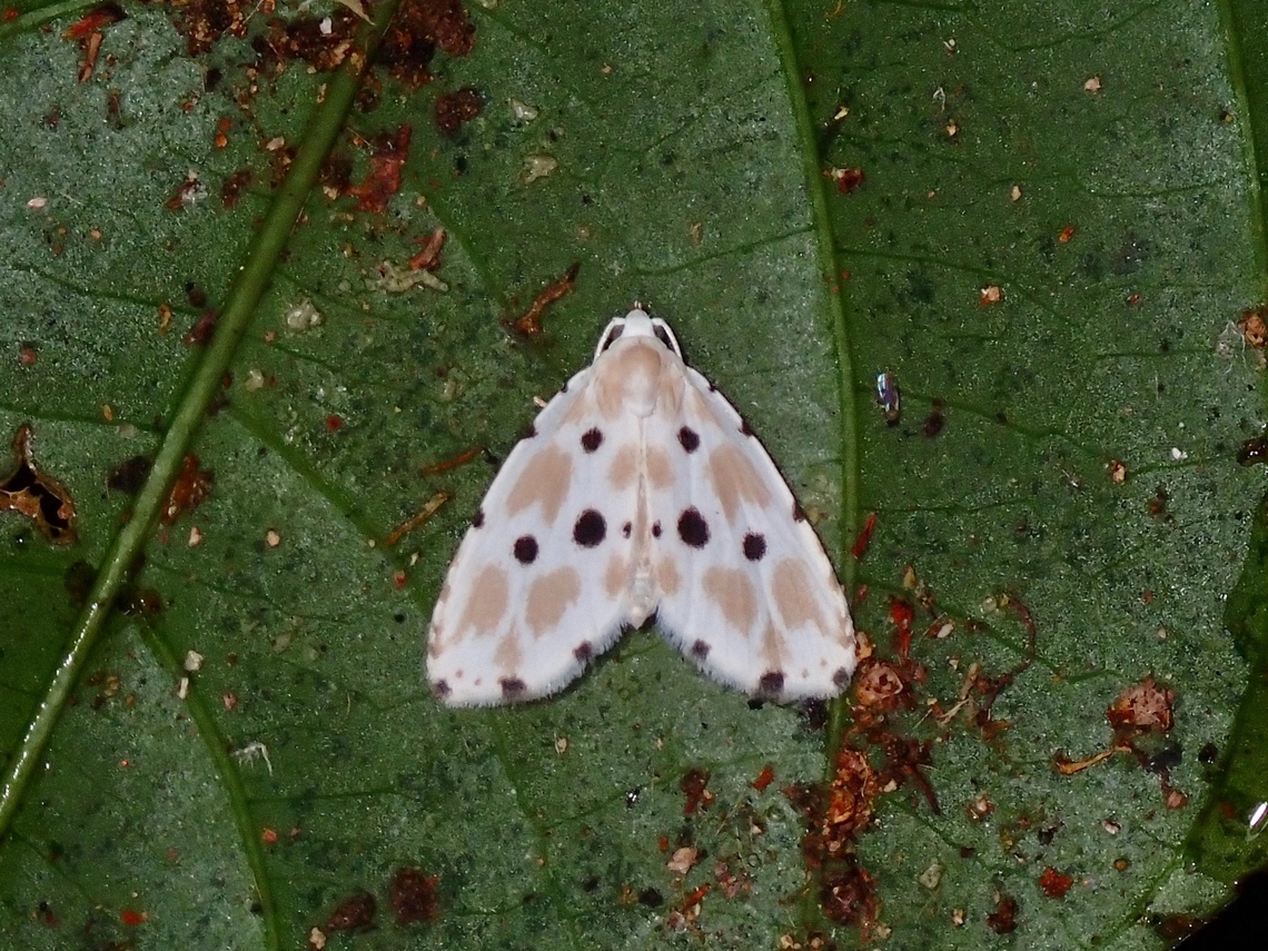 Moth - Metaemene collina  Malaysia,Metaemene collina,Moth,Sabah