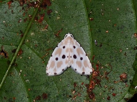 Moth - Metaemene collina  Malaysia,Metaemene collina,Moth,Sabah