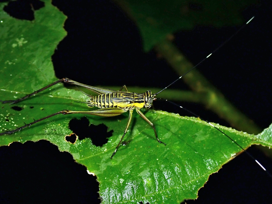 Cricket - Nisitrus danum  Cricket,Malaysia,Nisitrus danum,Sabah