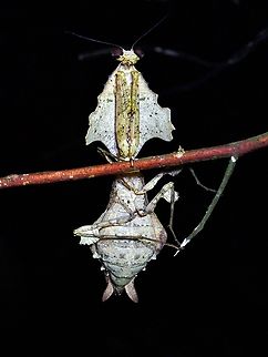 Malaysia Dead Leaf Mantis - Deroplatys lobata  Dead Leaf Mantis,Deroplatys lobata,Leaf Mantis,Malaysia,Malaysian Dead Leaf Mantis,Sabah