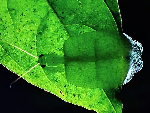 Rare Beauty! Picture taken with back-lighting to hi-light both the translucent body and wings.

Pic of same adult with regular lighting :

https://www.jungledragon.com/image/139053/praying_mantis_-_epsomantis_tortricoides.html

https://www.youtube.com/watch?v=tzhrv85iriY Epsomantis,Epsomantis tortricoides,Malaysia,Mantis,Praying Mantis,Sabah