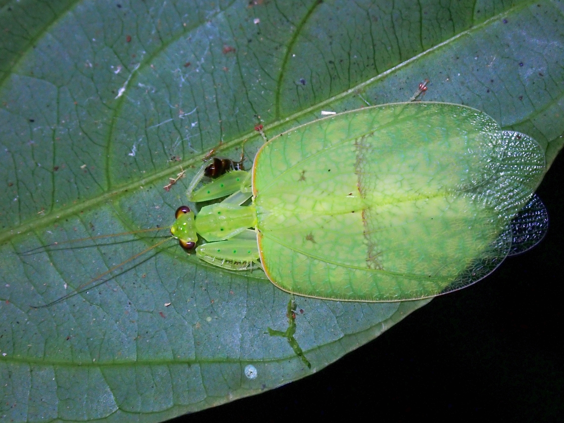Praying Mantis - Epsomantis tortricoides Saw a tiny nymph and a sub-adult of this Praying Mantis in the same location/vicinity a month before (Jan 2022) this sighting and was pleasantly surprised to find this adult on this trip.<br />
<br />
This is a small size Praying Mantis of around 3 cm and the body is quite translucent.  When it is feeding, food can be seen being passed through the thorax to the abdomen.  Pic using back-lighting to show the translucent body and wings :<br />
<br />
<figure class="photo"><a href="https://www.jungledragon.com/image/139052/rare_beauty.html" title="Rare Beauty!"><img src="https://s3.amazonaws.com/media.jungledragon.com/images/2994/139052_thumb.jpeg?AWSAccessKeyId=05GMT0V3GWVNE7GGM1R2&Expires=1759968010&Signature=MLGmsLAuK9R6OJBCbb3nS945glc%3D" width="200" height="150" alt="Rare Beauty! Picture taken with back-lighting to hi-light both the translucent body and wings.<br />
<br />
Pic of same adult with regular lighting :<br />
<br />
https://www.jungledragon.com/image/139053/praying_mantis_-_epsomantis_tortricoides.html<br />
<br />
https://www.youtube.com/watch?v=tzhrv85iriY Epsomantis,Epsomantis tortricoides,Malaysia,Mantis,Praying Mantis,Sabah" /></a></figure><br />
<br />
Pic of a sub-adult :<br />
<br />
<figure class="photo"><a href="https://www.jungledragon.com/image/128999/unique.html" title="Unique!"><img src="https://s3.amazonaws.com/media.jungledragon.com/images/2994/128999_thumb.jpeg?AWSAccessKeyId=05GMT0V3GWVNE7GGM1R2&Expires=1759968010&Signature=MH7O69nJhfwcn4SmdYYf4iCywJE%3D" width="200" height="150" alt="Unique! When I chanced upon this Mantis nymph, probably a sub-adult, I tought this looks rather unique as not only it was small in size but the the colouration/markings of the abdomen makes it looks a bit like Planthopper.  And later on when I was able to get the ID, naturally I tried to look up for more info about this species and was not surprised  that there are hardly any pictures about them and not much is still known about the species.  Furthermore, a local friend who has been frequenting this location for nearly 20 years have never encountered this species before!<br />
<br />
Update, pic of the adult :<br />
<br />
https://www.jungledragon.com/image/139053/praying_mantis_-_epsomantis_tortricoides.html<br />
<br />
https://www.youtube.com/watch?v=tzhrv85iriY Epsomantis,Epsomantis tortricoides,Malaysia,Mantis,Praying Mantis,Sabah" /></a></figure> Epsomantis,Epsomantis tortricoides,Malaysia,Mantis,Praying Mantis,Sabah