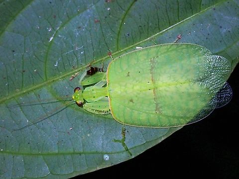Praying Mantis - Epsomantis tortricoides Saw a tiny nymph and a sub-adult of this Praying Mantis in the same location/vicinity a month before (Jan 2022) this sighting and was pleasantly surprised to find this adult on this trip.

This is a small size Praying Mantis of around 3 cm and the body is quite translucent.  When it is feeding, food can be seen being passed through the thorax to the abdomen.  Pic using back-lighting to show the translucent body and wings :

https://www.jungledragon.com/image/139052/rare_beauty.html

Pic of a sub-adult :

https://www.jungledragon.com/image/128999/unique.html Epsomantis,Epsomantis tortricoides,Malaysia,Mantis,Praying Mantis,Sabah