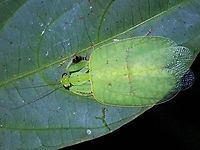 Praying Mantis - Epsomantis tortricoides Saw a tiny nymph and a sub-adult of this Praying Mantis in the same location/vicinity a month before (Jan 2022) this sighting and was pleasantly surprised to find this adult on this trip.<br />
<br />
This is a small size Praying Mantis of around 3 cm and the body is quite translucent.  When it is feeding, food can be seen being passed through the thorax to the abdomen.  Pic using back-lighting to show the translucent body and wings :<br />
<br />
https://www.jungledragon.com/image/139052/rare_beauty.html<br />
<br />
Pic of a sub-adult :<br />
<br />
https://www.jungledragon.com/image/128999/unique.html Epsomantis,Epsomantis tortricoides,Malaysia,Mantis,Praying Mantis,Sabah