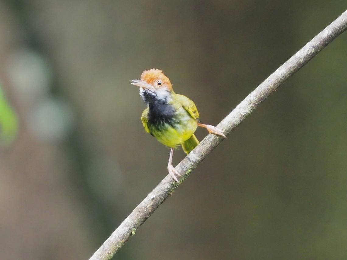 Dark-Necked Tailorbird - Orthotomus atrogularis  Bird,Dark-Necked Tailorbird,Malaysia,Orthotomus atrogularis,Sabah,Tailorbird
