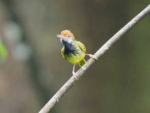 Dark-Necked Tailorbird - Orthotomus atrogularis  Bird,Dark-Necked Tailorbird,Malaysia,Orthotomus atrogularis,Sabah,Tailorbird