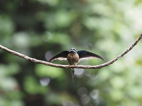 Taking Off!  Bird,Hemiprocne comata,Malaysia,Sabah,Treeswift,Whiskered Treeswift