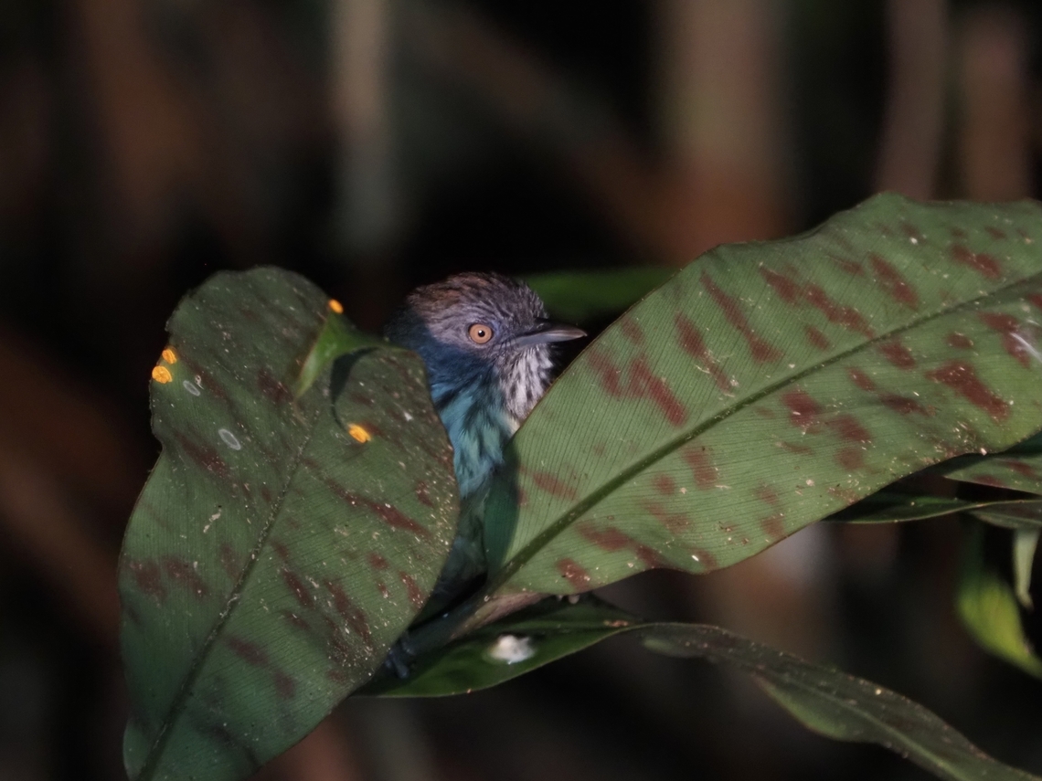 Chestnut-Rumped Babbler - Stachyris maculata  Babbler,Bird,Chestnut-Rumped Babbler,Malaysia,Sabah,Stachyris maculata