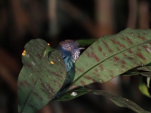 Chestnut-Rumped Babbler - Stachyris maculata  Babbler,Bird,Chestnut-Rumped Babbler,Malaysia,Sabah,Stachyris maculata
