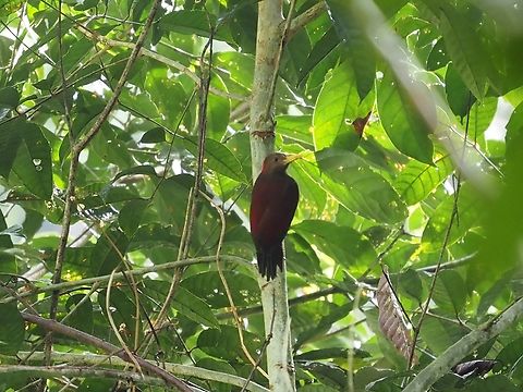 Maroon Woodpecker - Blythipicus rubiginosus  Bird,Blythipicus rubiginosus,Malaysia,Maroon Woodpecker,Sabah,Woodpecker