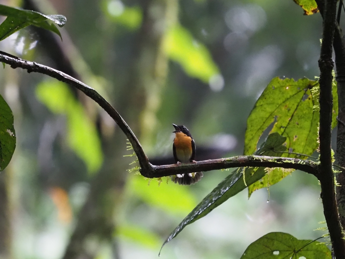 Singing  Bird,Ficedula dumetoria,Flycatcher,Malaysia,Rufous-Chested Flycatcher,Sabah