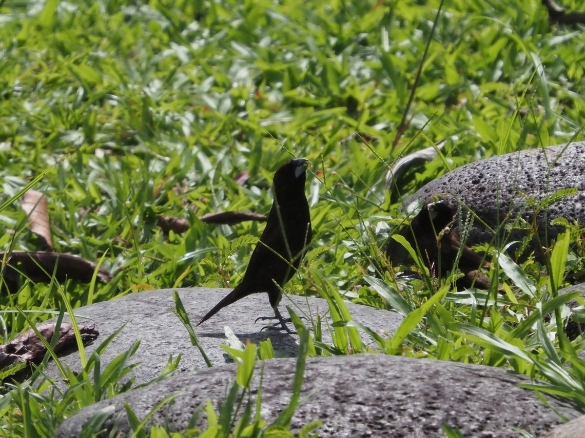 Dusky Munia - Lonchura fuscans  Bird,Dusky Munia,Lonchura fuscans,Malaysia,Munia,Sabah