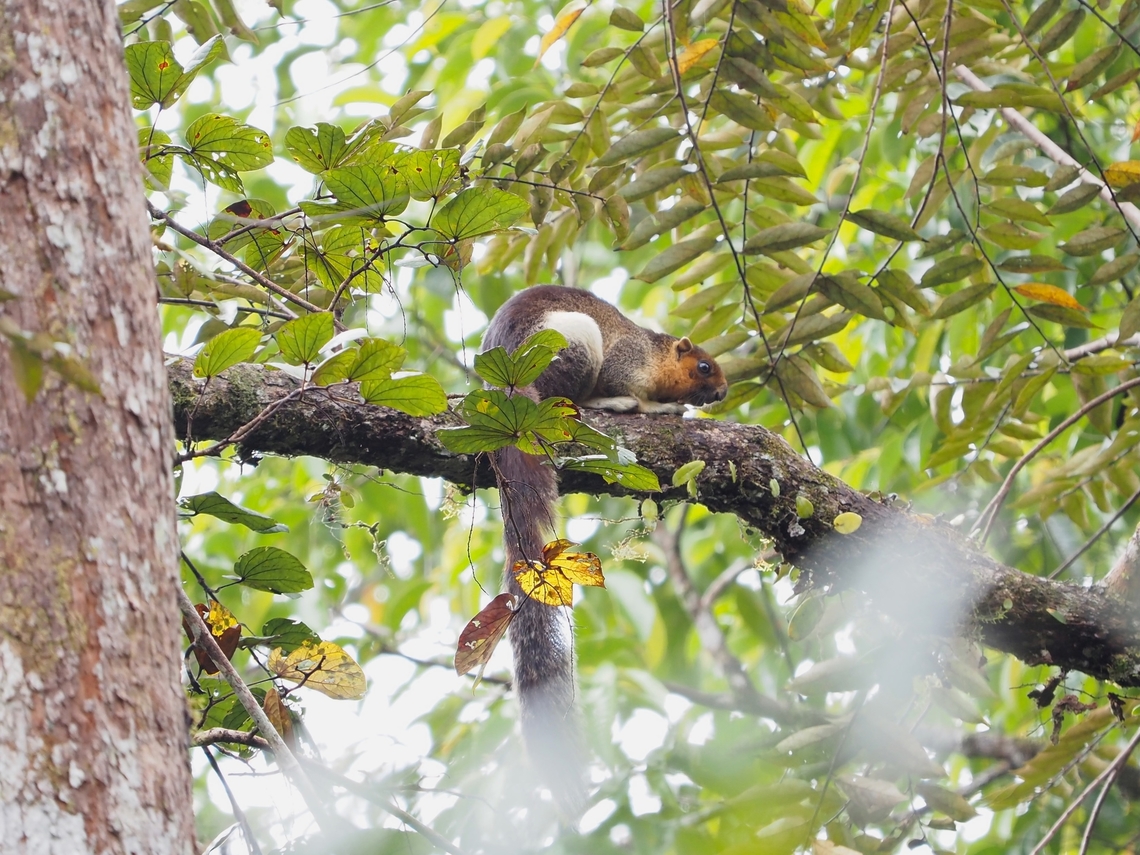Pale Giant Squirrel - Ratufa affinis  Giant Squirrel,Malaysia,Pale Giant Squirrel,Ratufa affinis,Sabah,Squirrel