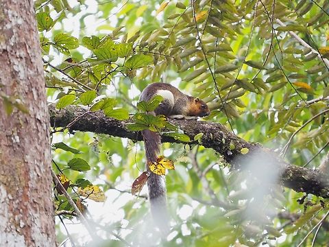 Pale Giant Squirrel - Ratufa affinis  Giant Squirrel,Malaysia,Pale Giant Squirrel,Ratufa affinis,Sabah,Squirrel