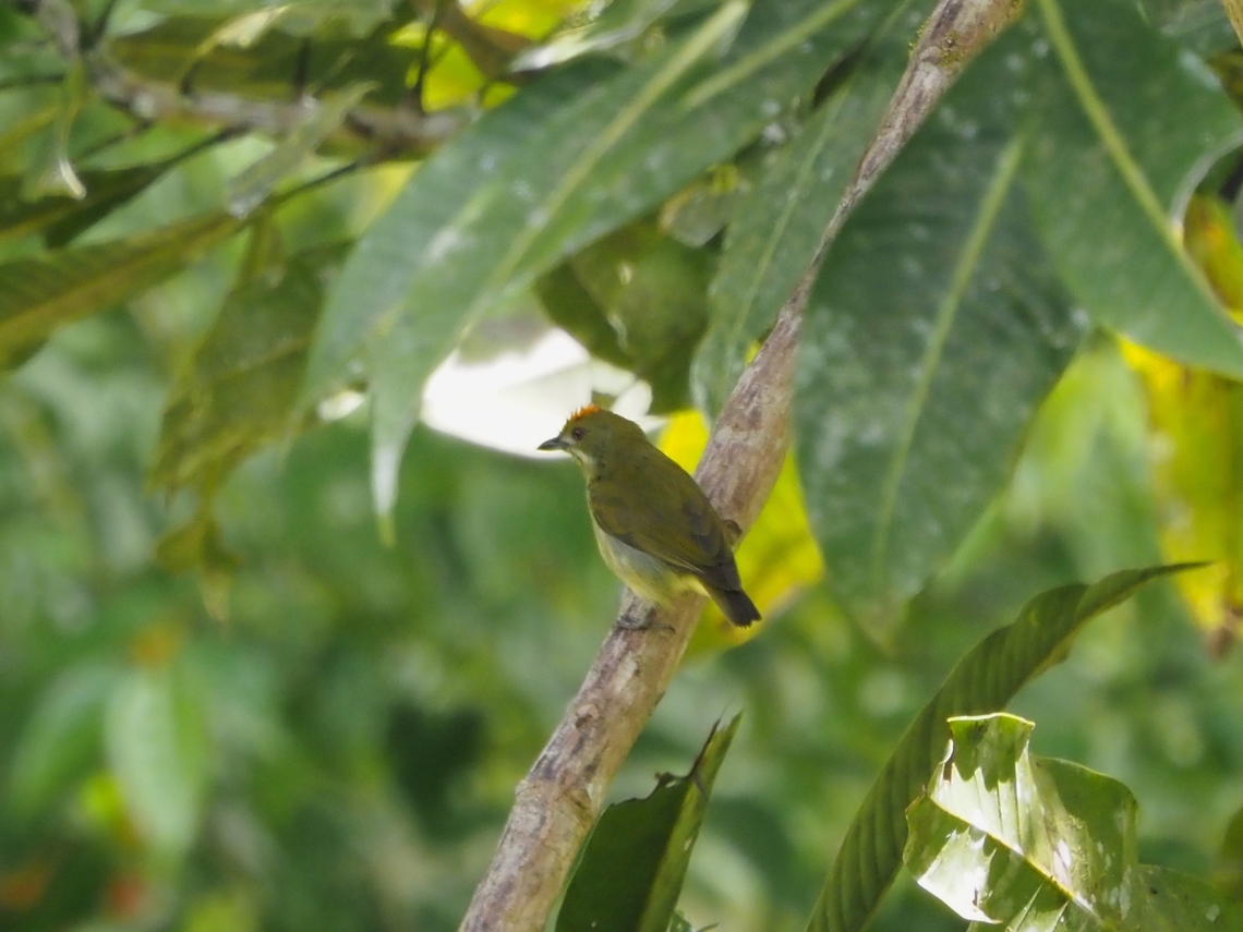 Yellow-Breasted Flowerpecker - Prionochilus maculatus  Bird,Flowerpecker,Malaysia,Prionochilus maculatus,Sabah,Yellow-Breasted Flowerpecker