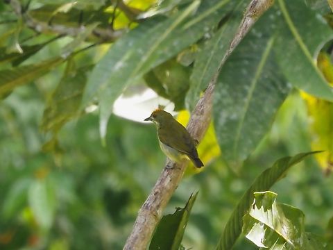 Yellow-Breasted Flowerpecker - Prionochilus maculatus  Bird,Flowerpecker,Malaysia,Prionochilus maculatus,Sabah,Yellow-Breasted Flowerpecker
