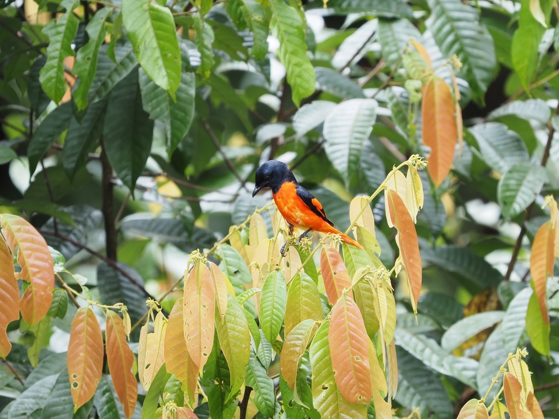 Scarlet Minivet - Pericrocotus speciosus  Bird,Malaysia,Minivet,Pericrocotus speciosus,Sabah,Scarlet Minivet