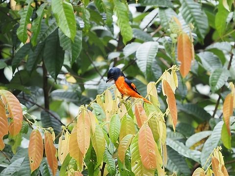 Scarlet Minivet - Pericrocotus speciosus  Bird,Malaysia,Minivet,Pericrocotus speciosus,Sabah,Scarlet Minivet