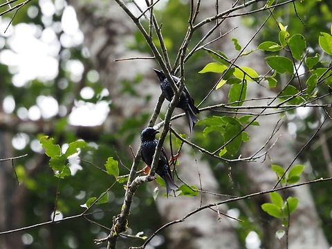 Bronzed Drone - Dicrurus aeneus  Bird,Bronzed Drongo,Dicrurus aeneus,Drongo,Malaysia,Sabah