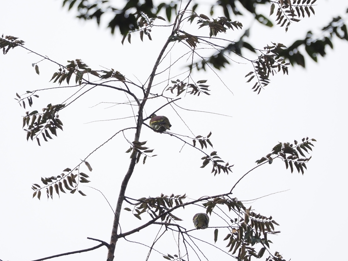 Thick-Billed Green-Pigeon - Treron curvirostra  Bird,Dove,Green Dove,Green Pigeon,Malaysia,Pigeon,Sabah,Thick-Billed Green Pigeon,Treron curvirostra