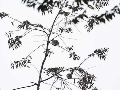 Thick-Billed Green-Pigeon - Treron curvirostra  Bird,Dove,Green Dove,Green Pigeon,Malaysia,Pigeon,Sabah,Thick-Billed Green Pigeon,Treron curvirostra