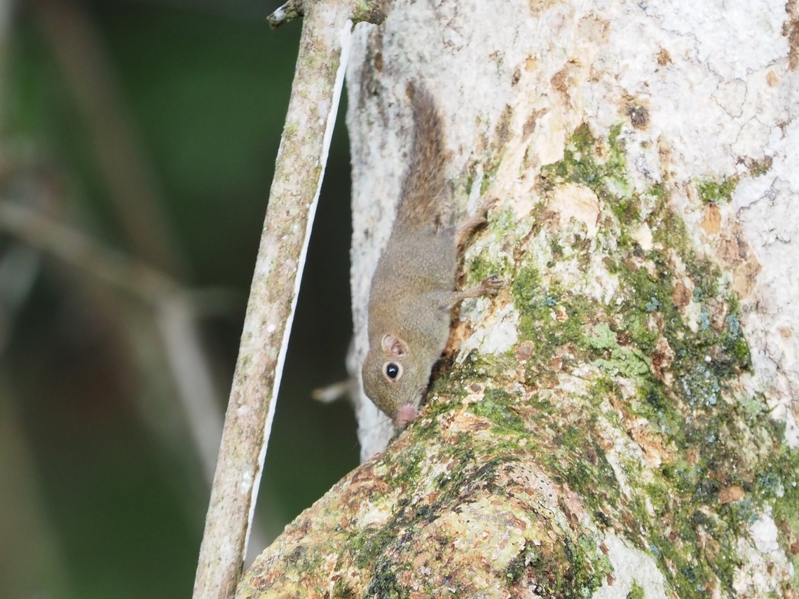Least Pygmy Squirrel - Exilisciurus exilis  Exilisciurus exilis,Least Pygmy Squirrel,Malaysia,Pygmy Squirrel,Sabah,Squirrel